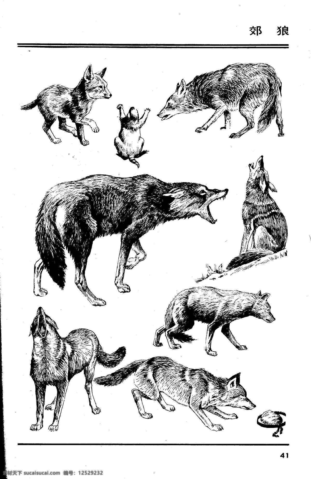 画兽谱39 郊狼 百兽 兽 家禽 猛兽 动物 白描 线描 绘画 美术 禽兽 野生动物 画兽谱 狼 生物世界 设计图库