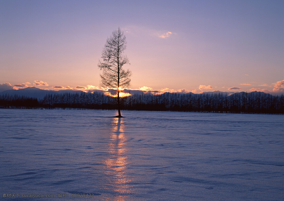 雪地 里 颗 树 自然 风景 书 天空 空旷 白云 一个树 安静 夕阳 日落 花草树木 生物世界 黑色