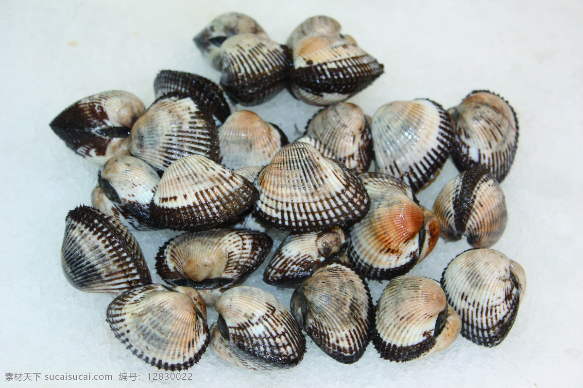毛蛤 蛤类 水产 海产品 贝类 食物原料 餐饮美食