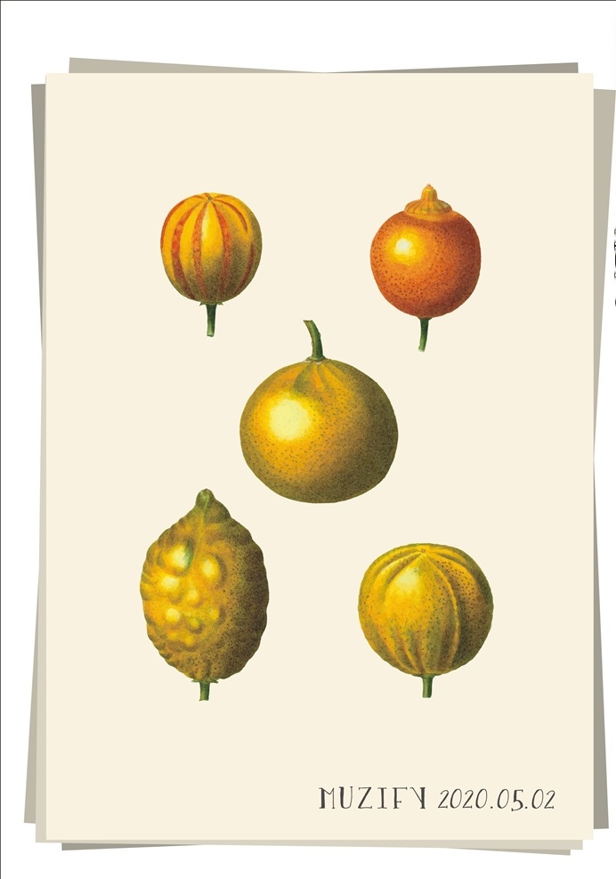 桔子 柠檬 水果图鉴 橘子 果实 水果 手绘稿 画册 画稿 花卉 植物图鉴 生物世界