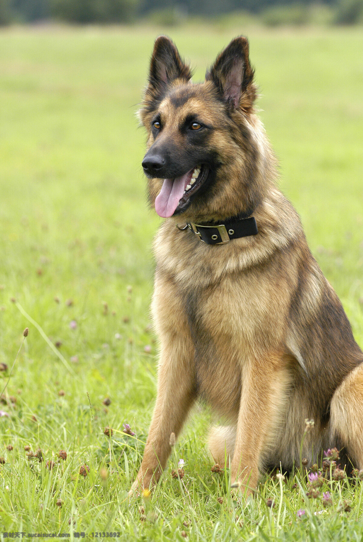 坐在 草坪 上 警犬 狼狗 猎狗 宠物 可爱小狗 名贵 犬种 动物世界 宠物摄影 陆地动物 生物世界 狗