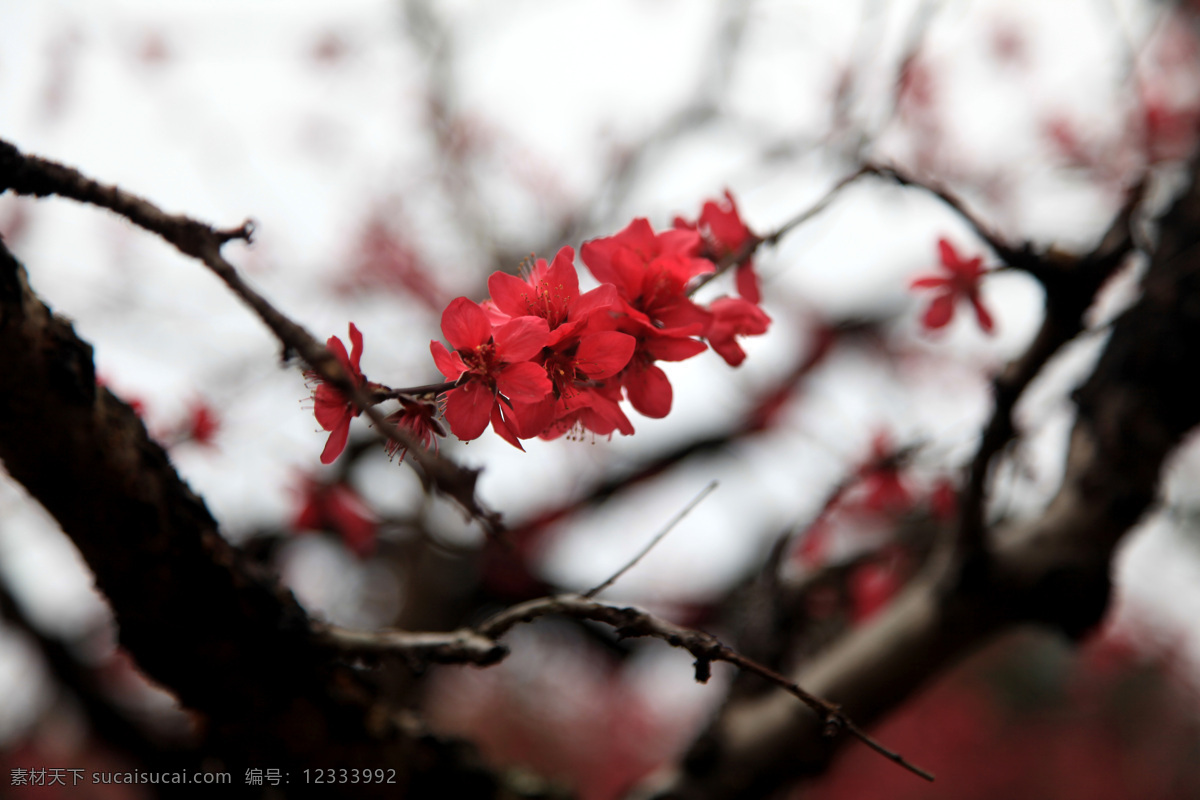 水蜜桃花 水蜜桃树 广东 连平 风景 花草 生物世界