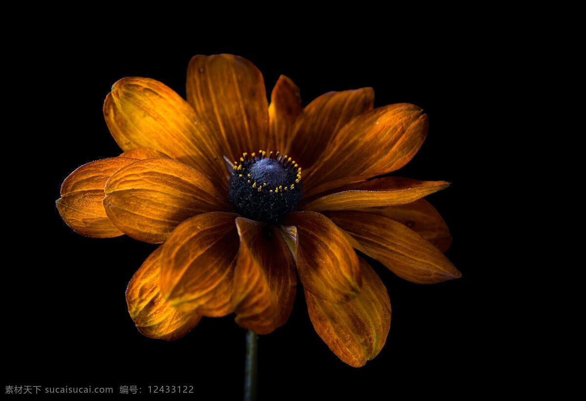 金色菊花 金色 菊花 秋天 花卉 花朵摄影 静物 高清 雏菊 波斯菊 花纹 共享图