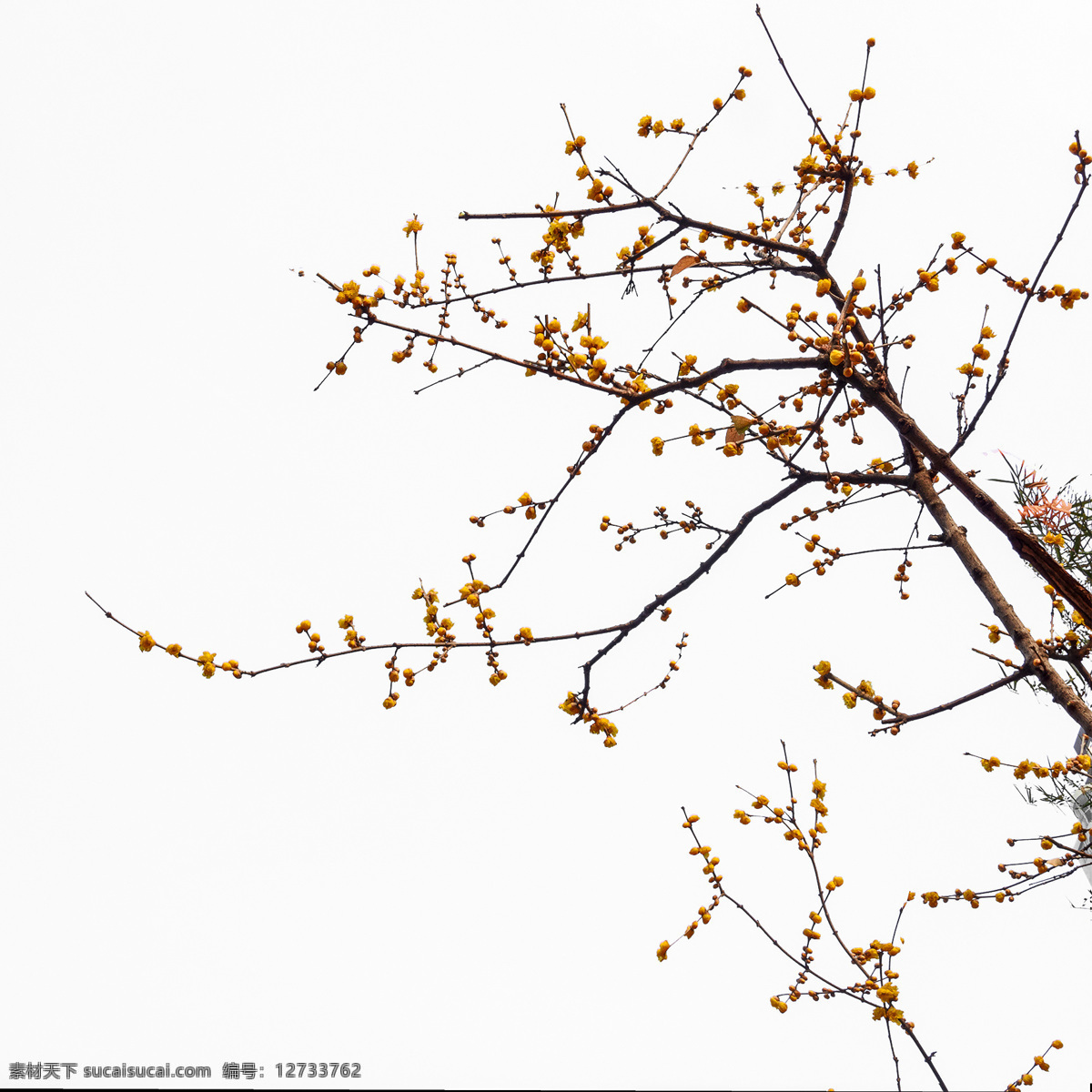 白背景腊梅花 树枝 植物 腊梅花 花卉 冬天里的花朵 传统绘画素材 摄影素材 生物世界 树木树叶
