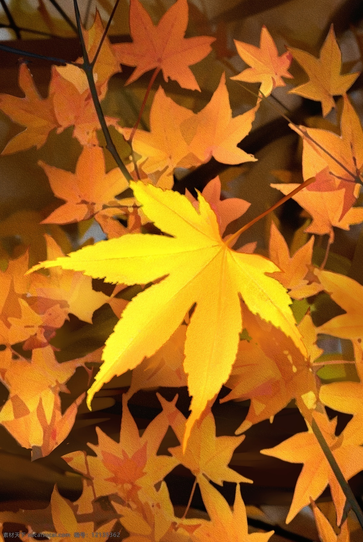 手绘 秋季 枫叶 海报 背景 简约 简单 简洁 秋天 落叶