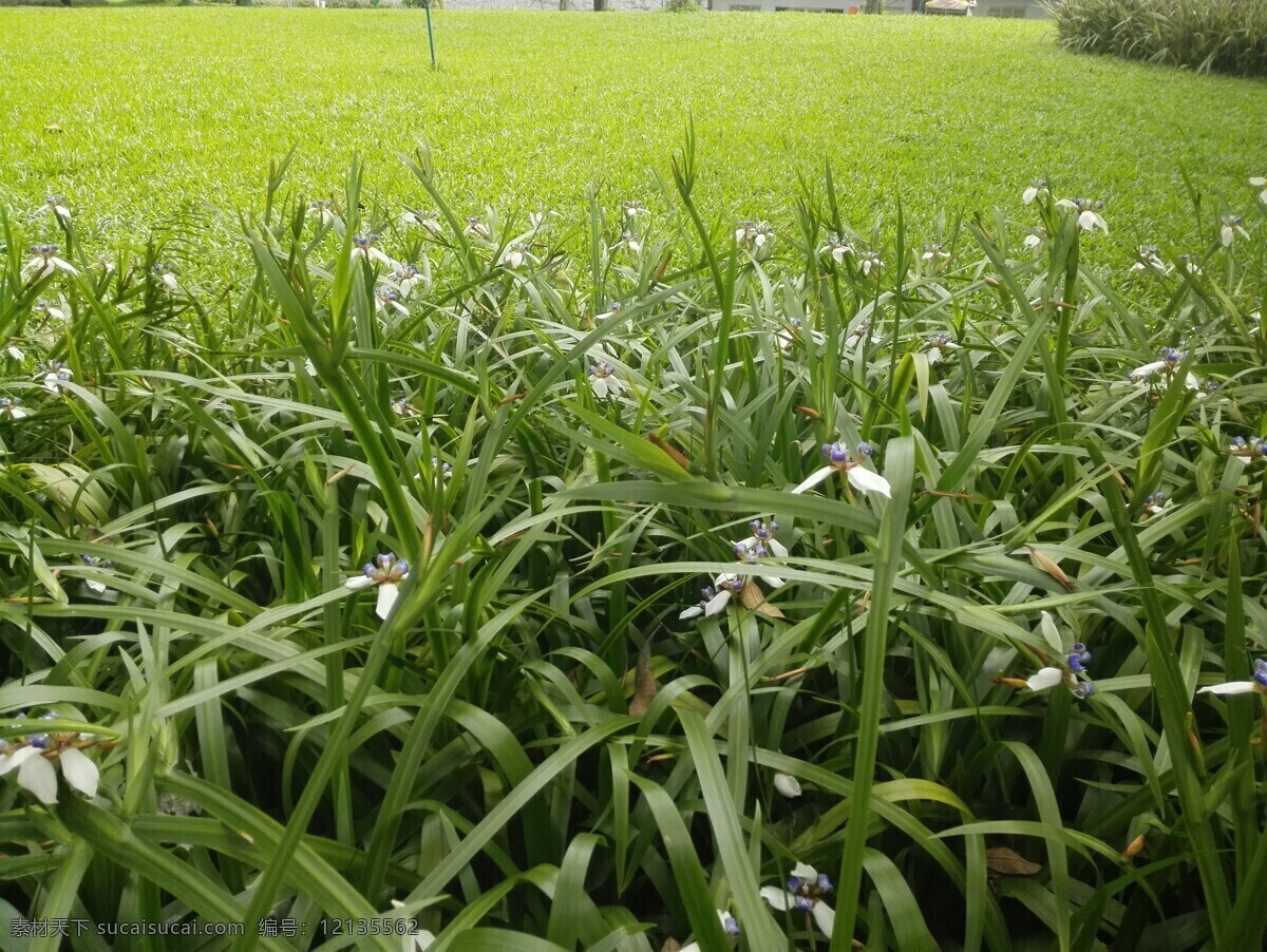 草坪 草地 绿色 野草 草 背景 植物 生物世界 花草