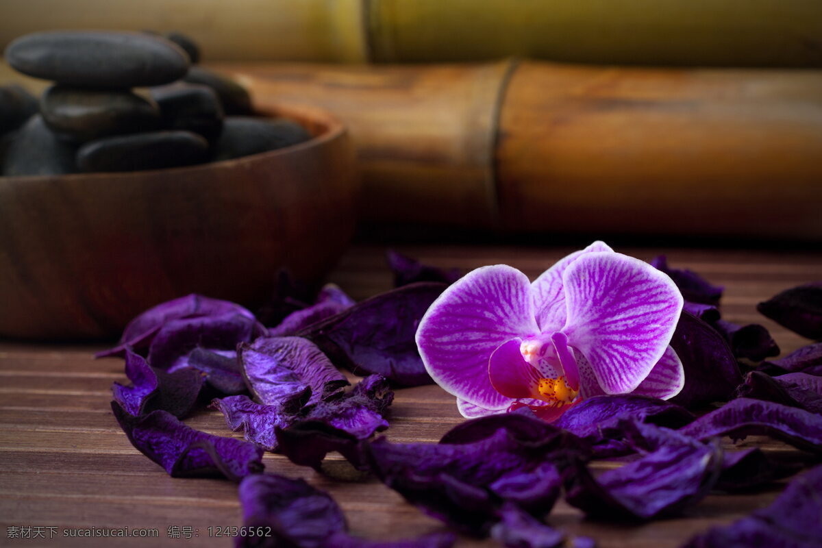 紫色 蝴蝶兰 高清 鹅卵石 兰花 紫色花朵