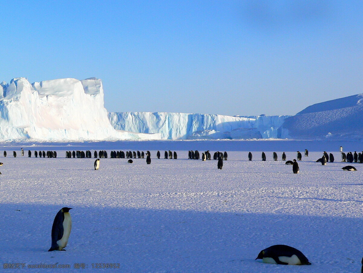 南极 帝 企鹅 帝企鹅 皇帝企鹅 南极企鹅 游禽 保护动物