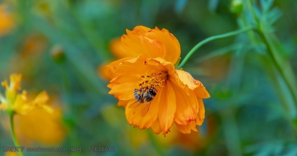 黄秋英 花 植物 蜜蜂 采蜜 壁纸 植物原创共享 自然景观 自然风景