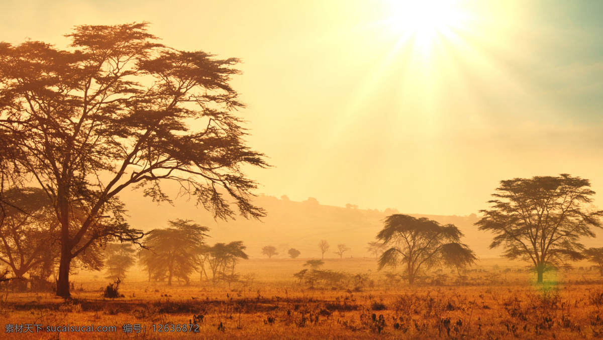 非洲 天然 风光 非洲草原 树木 草地风景 非洲草原风景 美丽风景 非洲景色 美景 风景摄影 树木风景 自然风景 自然景观 山水风景 风景图片