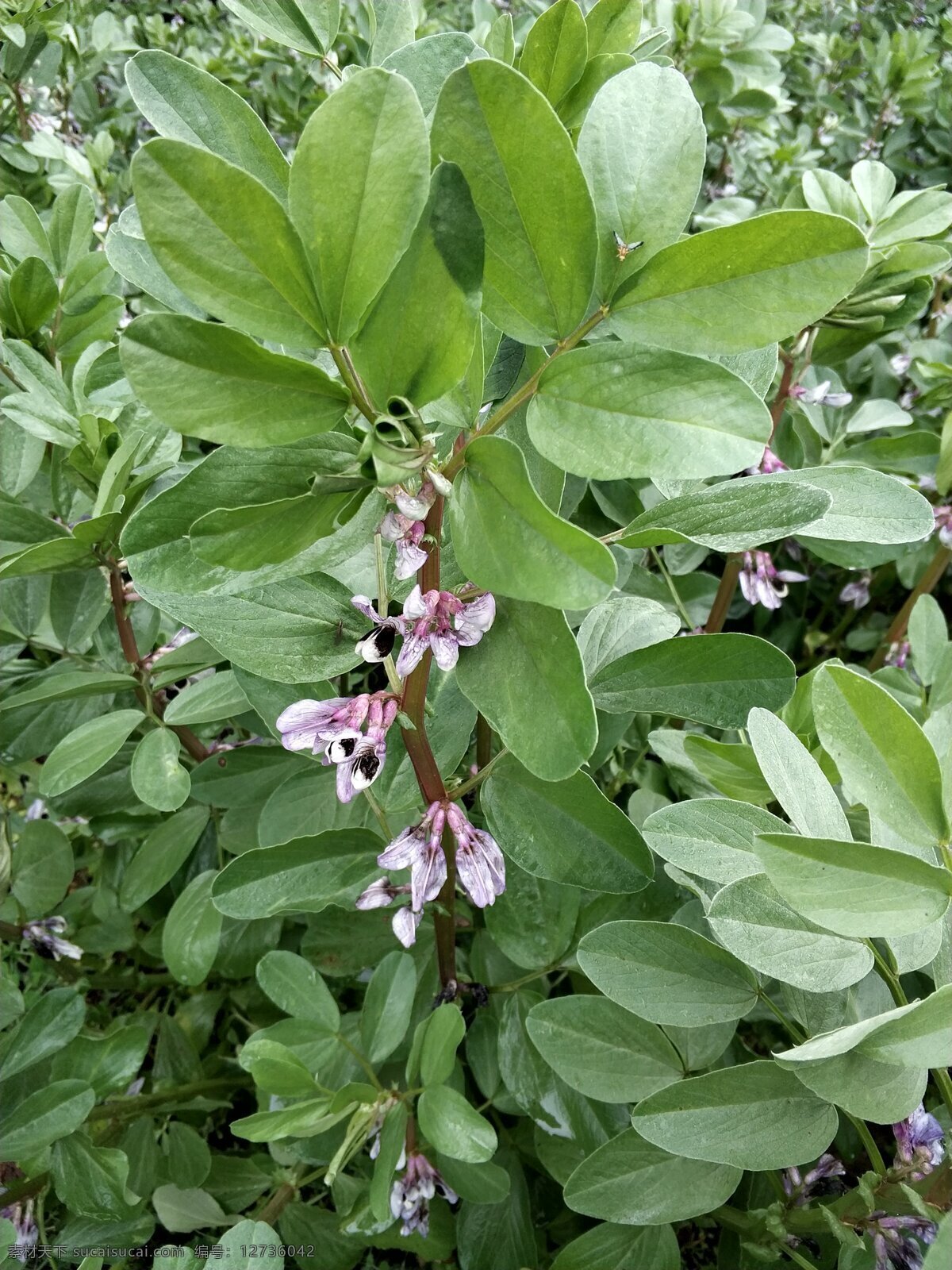 胡豆花 胡豆 花 绿色 2020 摄影作品 生物世界 花草