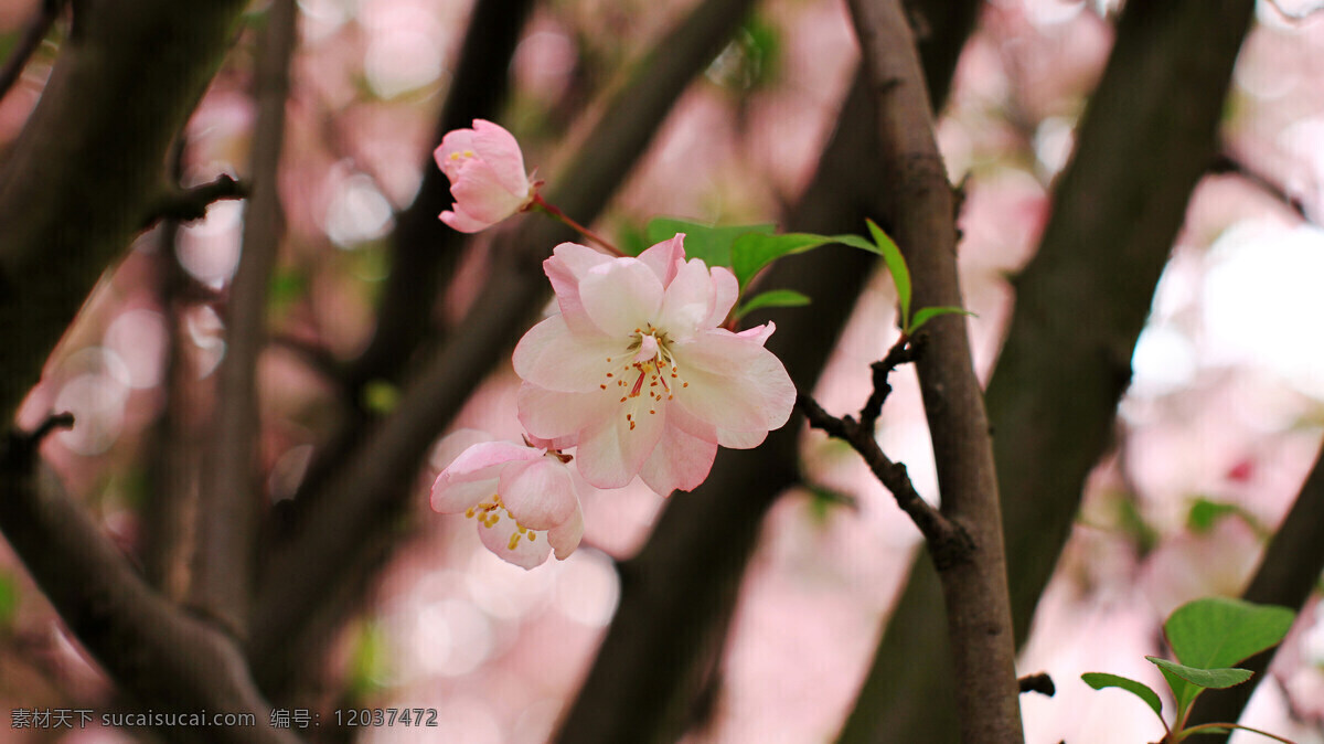 樱花烂漫 春天 樱花 烂漫 春暖花开 百花 花草 生物世界 黑色