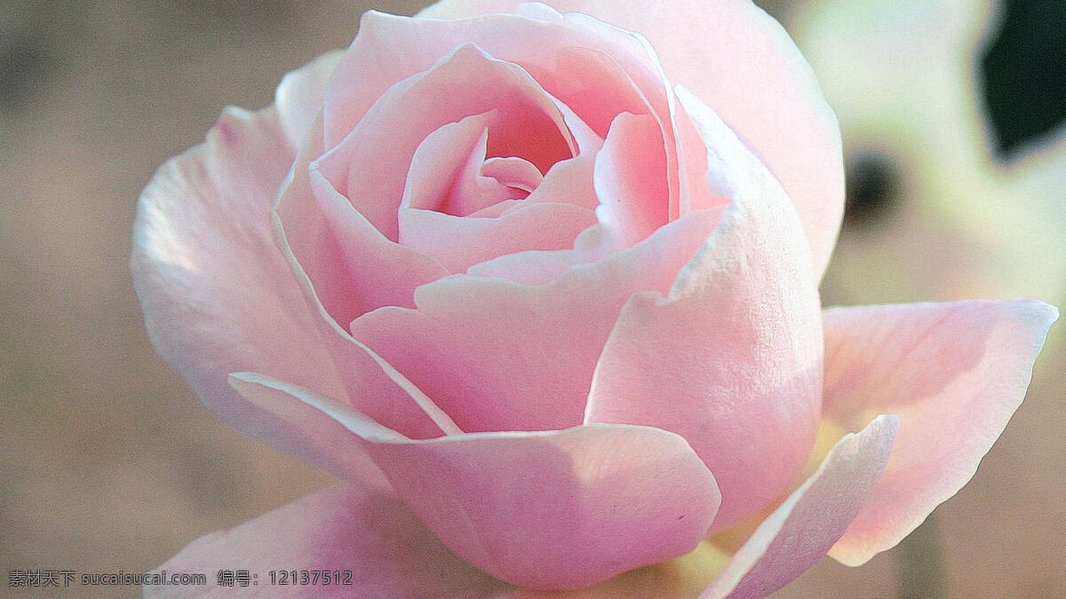 支 粉色 玫瑰花 高清 鲜花 花卉 花朵 花草 花