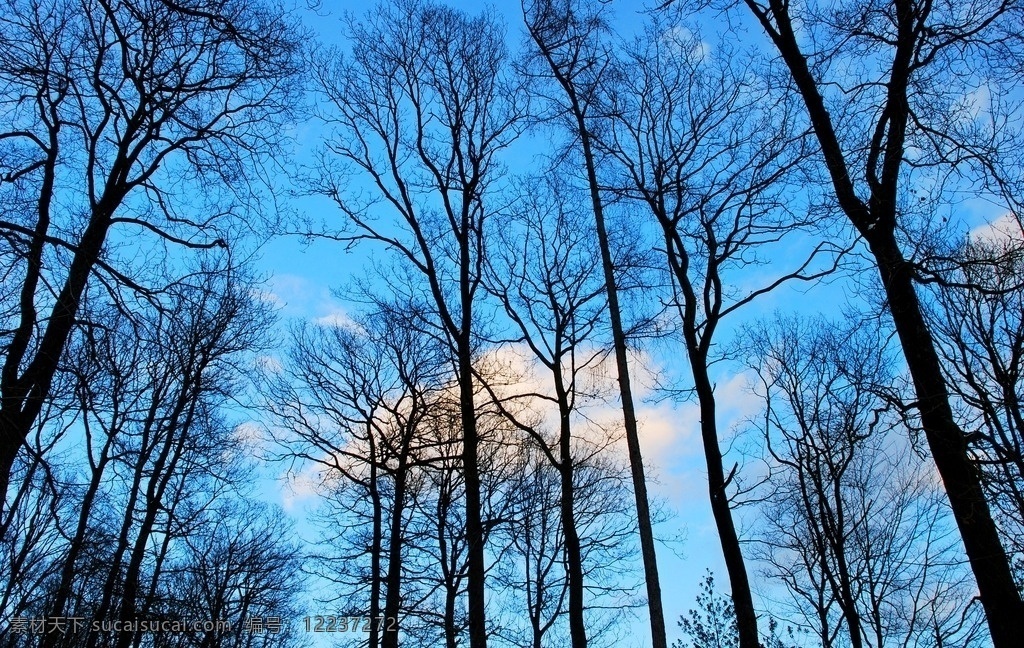 树木 森林 枝干 蓝天 白云 天空 树枝 树林 丛林 古木 剪影 桌面背景 自然景观 自然风景