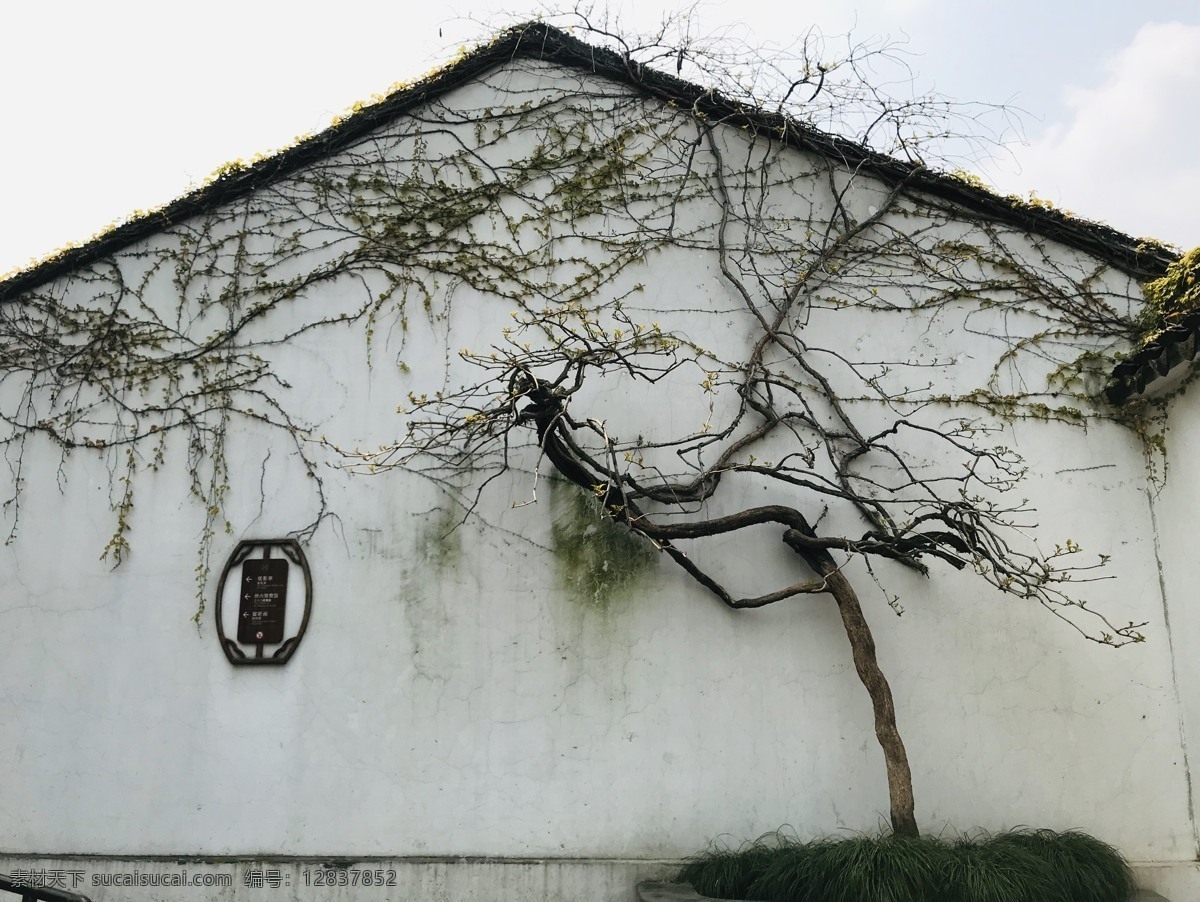 拙政园 房屋 墙面 缠绕 树枝 古树 侘寂 空寂 旅游摄影 国内旅游