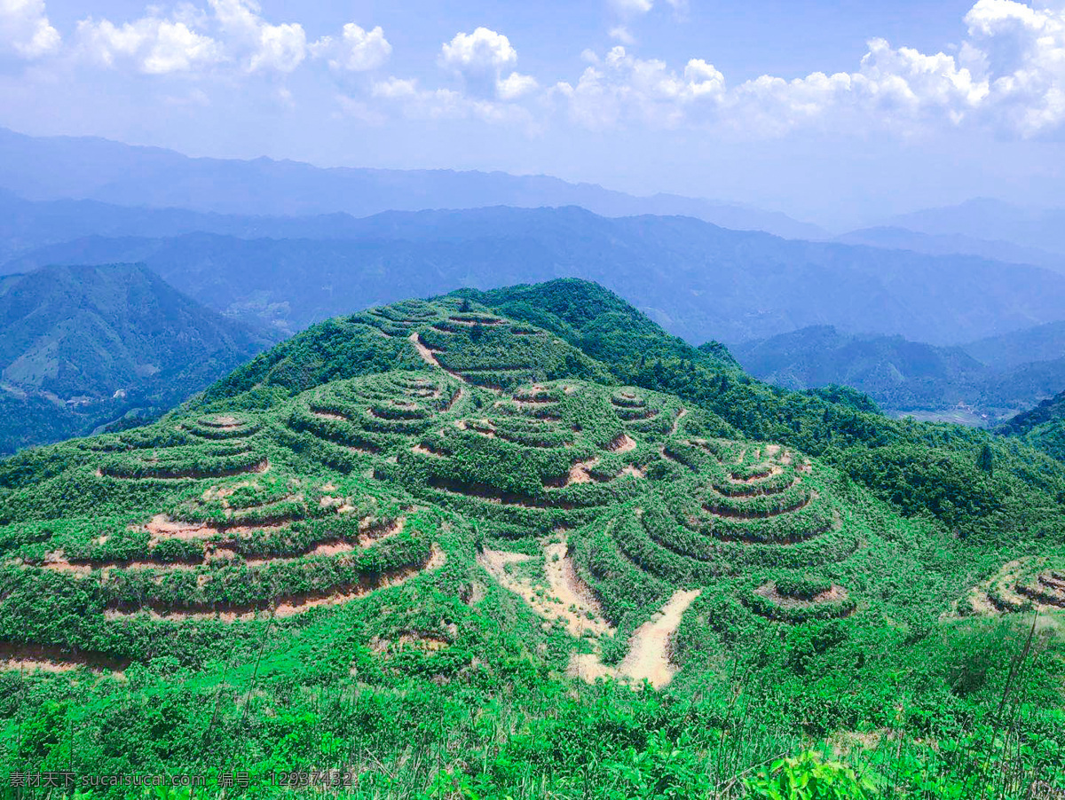 梯田茶山 茶山 茶园 绿茶 茶 茶叶 采茶 高山茶 自然景观 田园风光