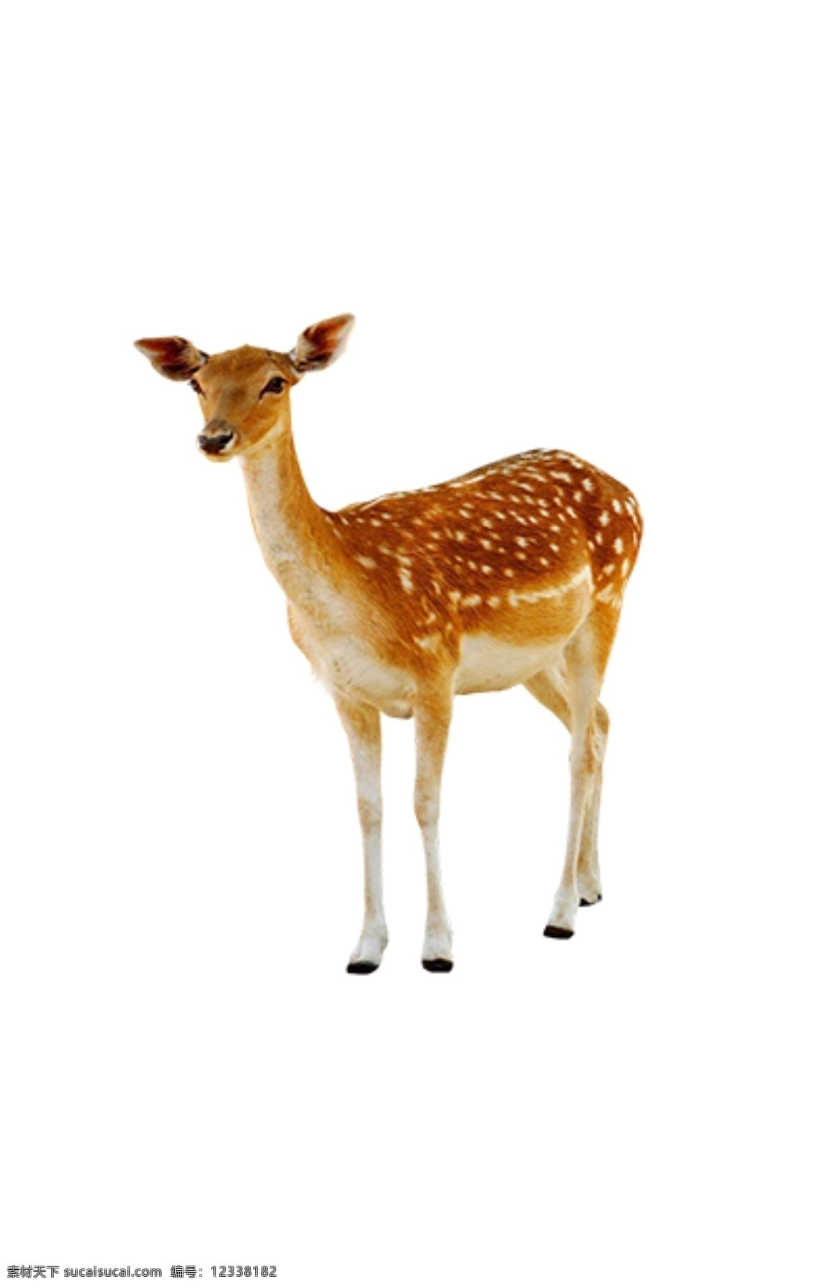 梅花鹿透明 梅花鹿 小鹿 红色鹿 斑纹鹿 长耳朵鹿 生物世界 野生动物