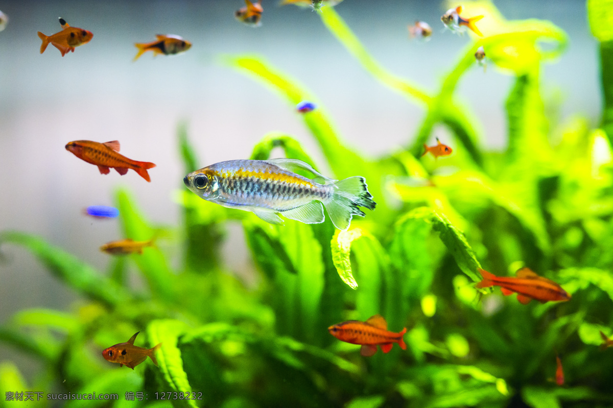 海洋生物 大海 海底 海底世界 珊瑚 生物世界 鱼 鱼类 洋生物 鱼群