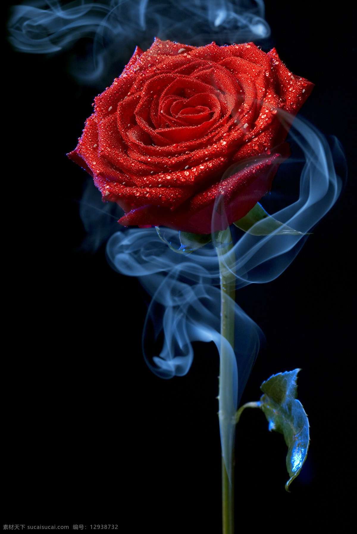 玫瑰花图片 玫瑰花 红玫瑰 玫瑰 高清玫瑰 花卉 红色玫瑰花 美丽 自然 爱 漂亮 情