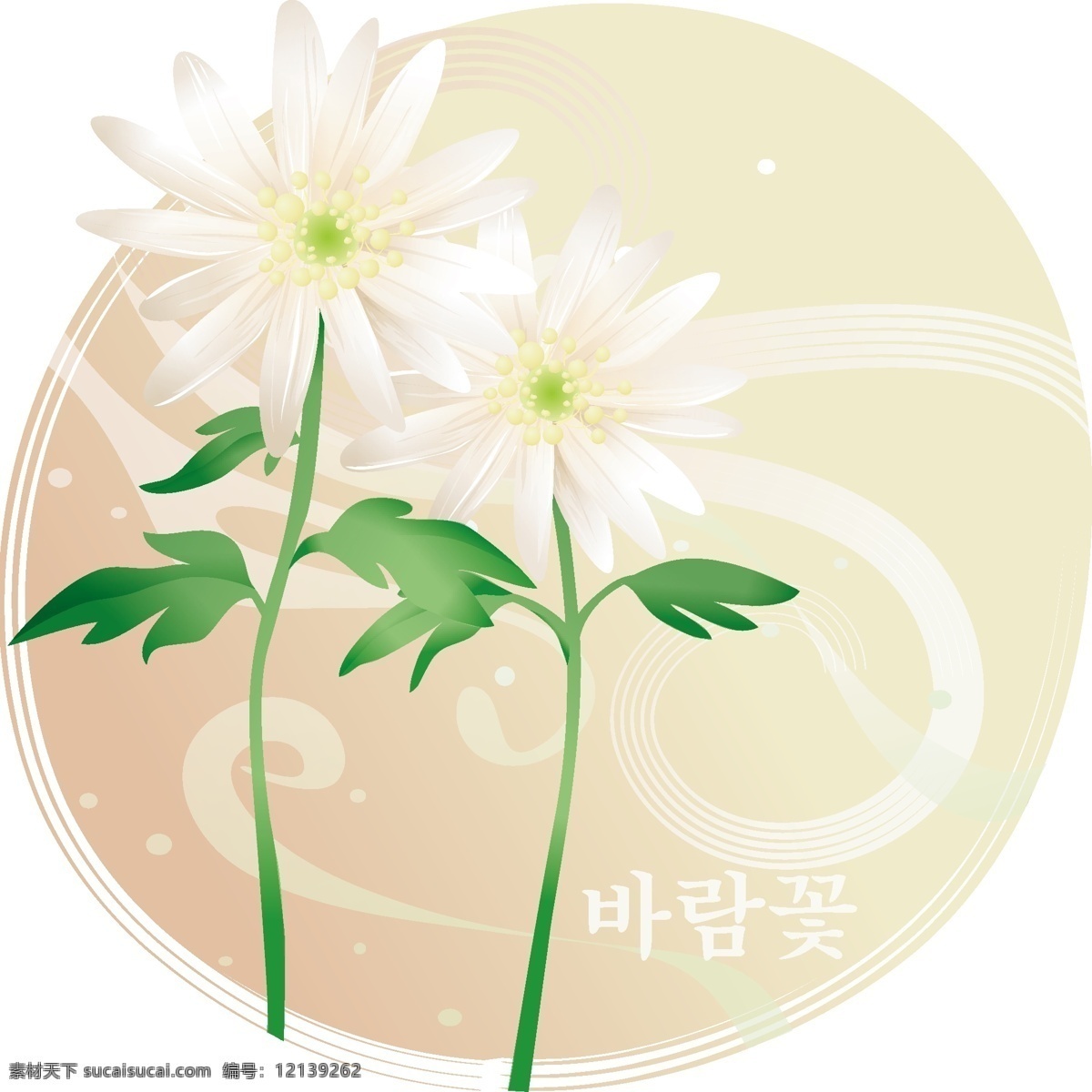 雏菊白色的 花朵 向量植物 白雏菊 白色