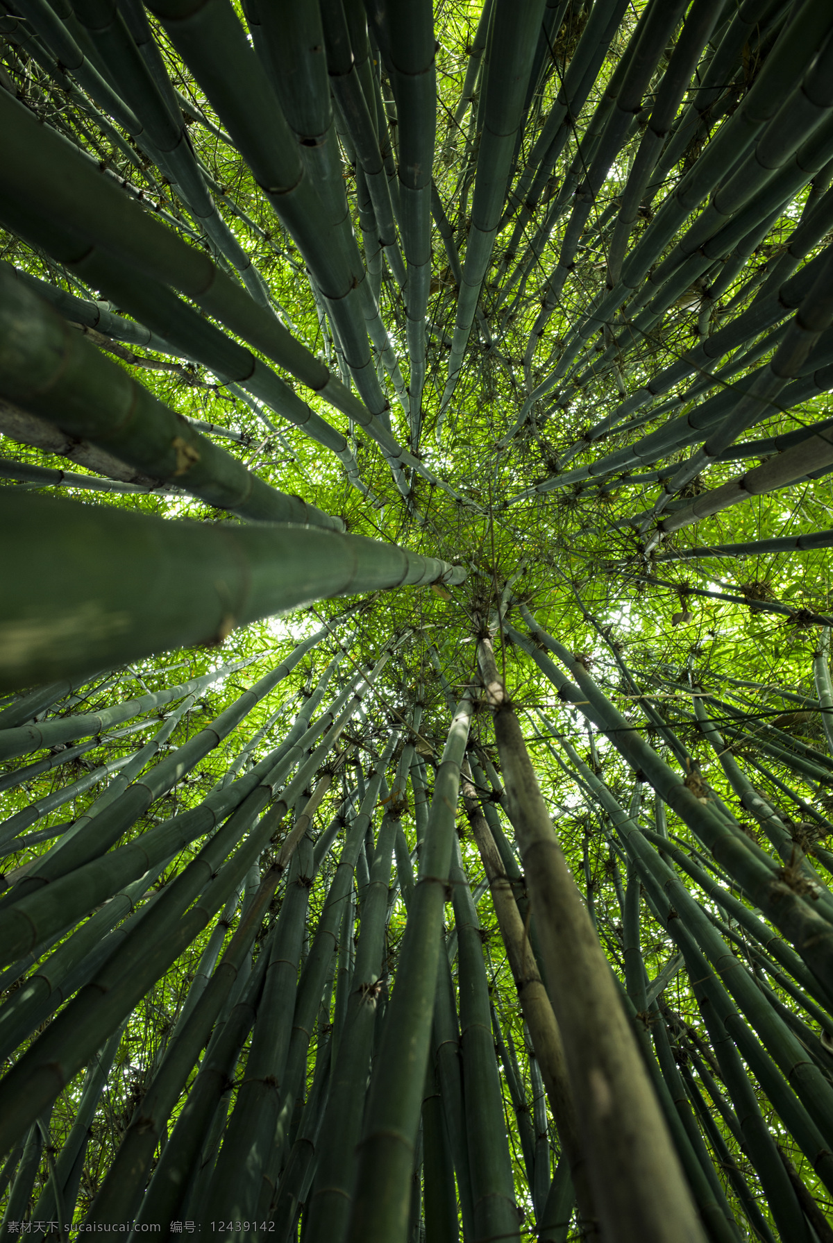 春天竹林摄影 竹子 竹林 植物 环保 原图 绿色 仰拍