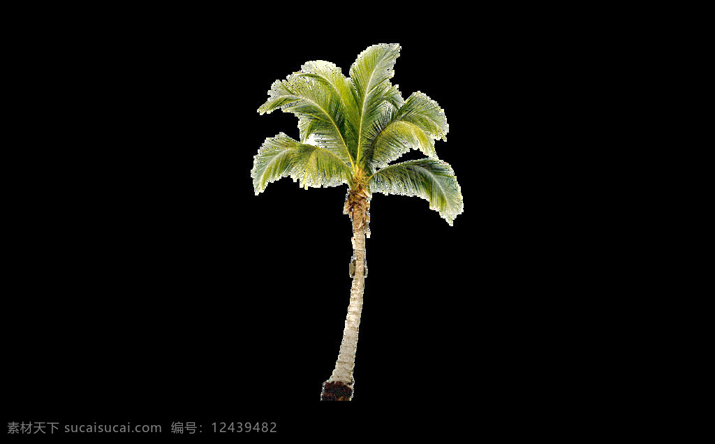 椰子树 意思 png元素 绿色 免抠元素 沙滩 透明元素 植物