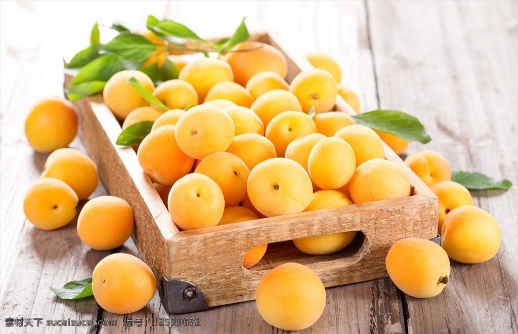 水果 杏子 黄杏 新鲜水果 杏 水果杏子特写 新摘水果 健康水果 蔬菜水果 生物世界