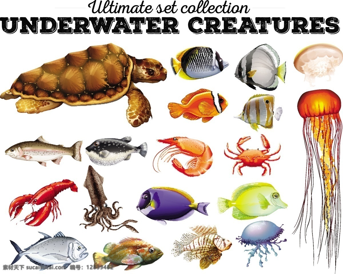 不同 种类 海洋 动物 插画 自然 鱼类 艺术 绘画 插图