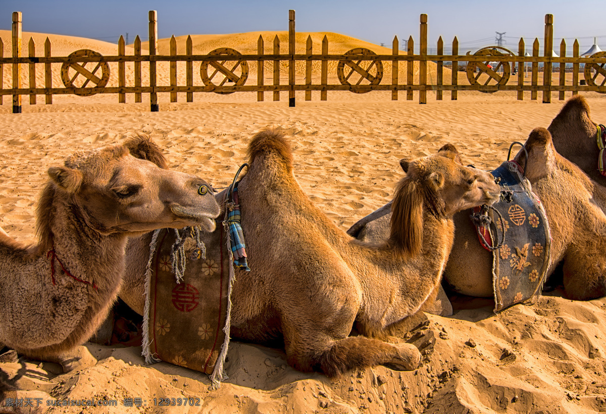 沙漠 里 骆驼 沙漠里的骆驼 内蒙古 炎热的沙漠 生物世界 野生动物