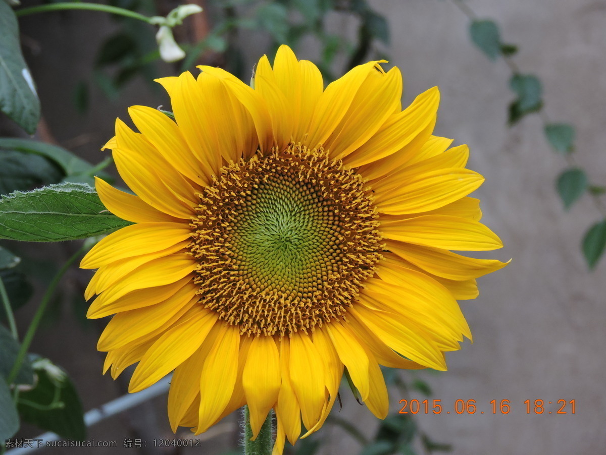 向日葵 葵花 笑脸花 瓜子 向阳花 生物世界 花草