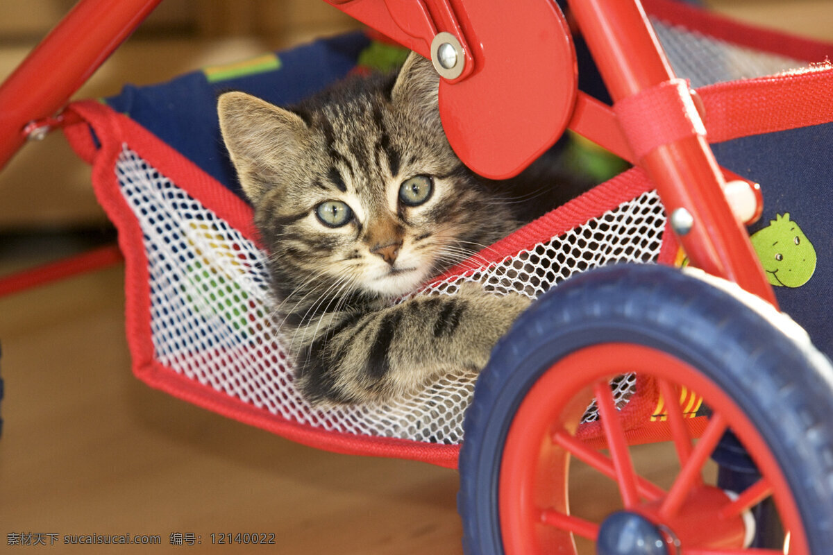 可爱 小猫 猫咪 动物世界 摄影图 猫咪图片 生物世界