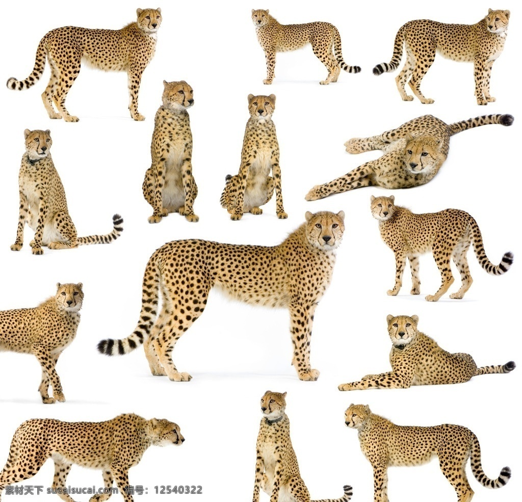非洲猎豹 印度豹 豹子 猎豹 豹纹 猛兽 凶猛 豹子头 猫科动物 动物 生物世界 野生动物