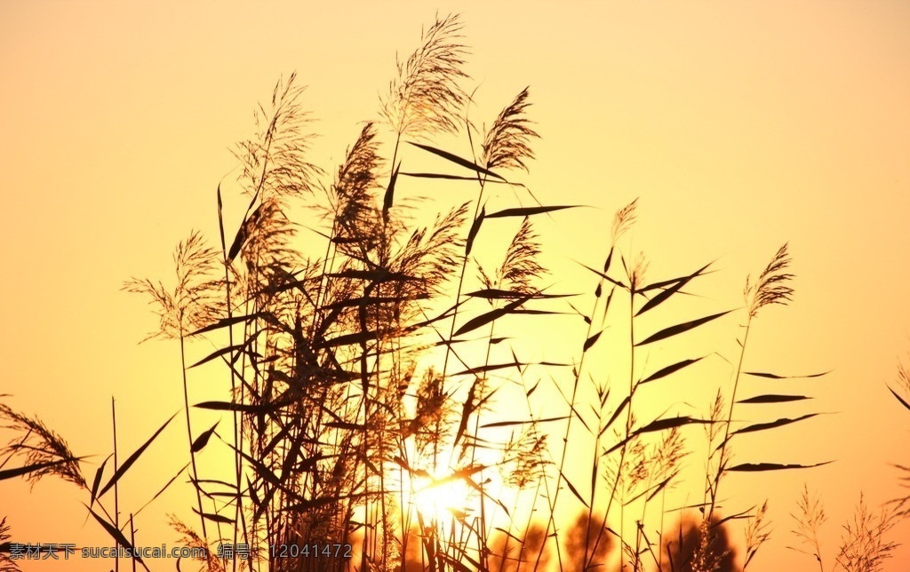 芦苇 天空 夕照 落日 稻草 夕阳 风景 晚秋 花草 自然风景 自然景观 生物世界