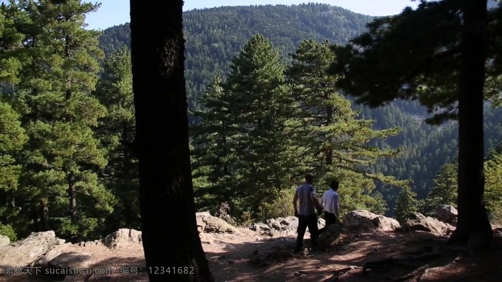 树木 自然风光 视频 视频背景 实拍视频 视频素材 视频模版 树木视频 自然风光视频