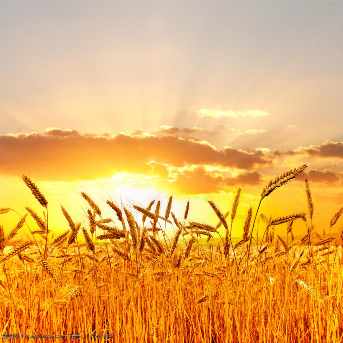 金色的麦浪 麦田 太阳 天空 大自然 小麦 高清大图 旅游摄影 国内旅游