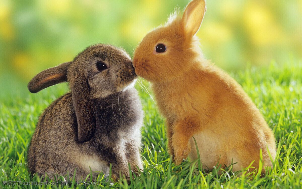 兔子 生动 唯美 双兔 可爱兔子 生物世界 野生动物