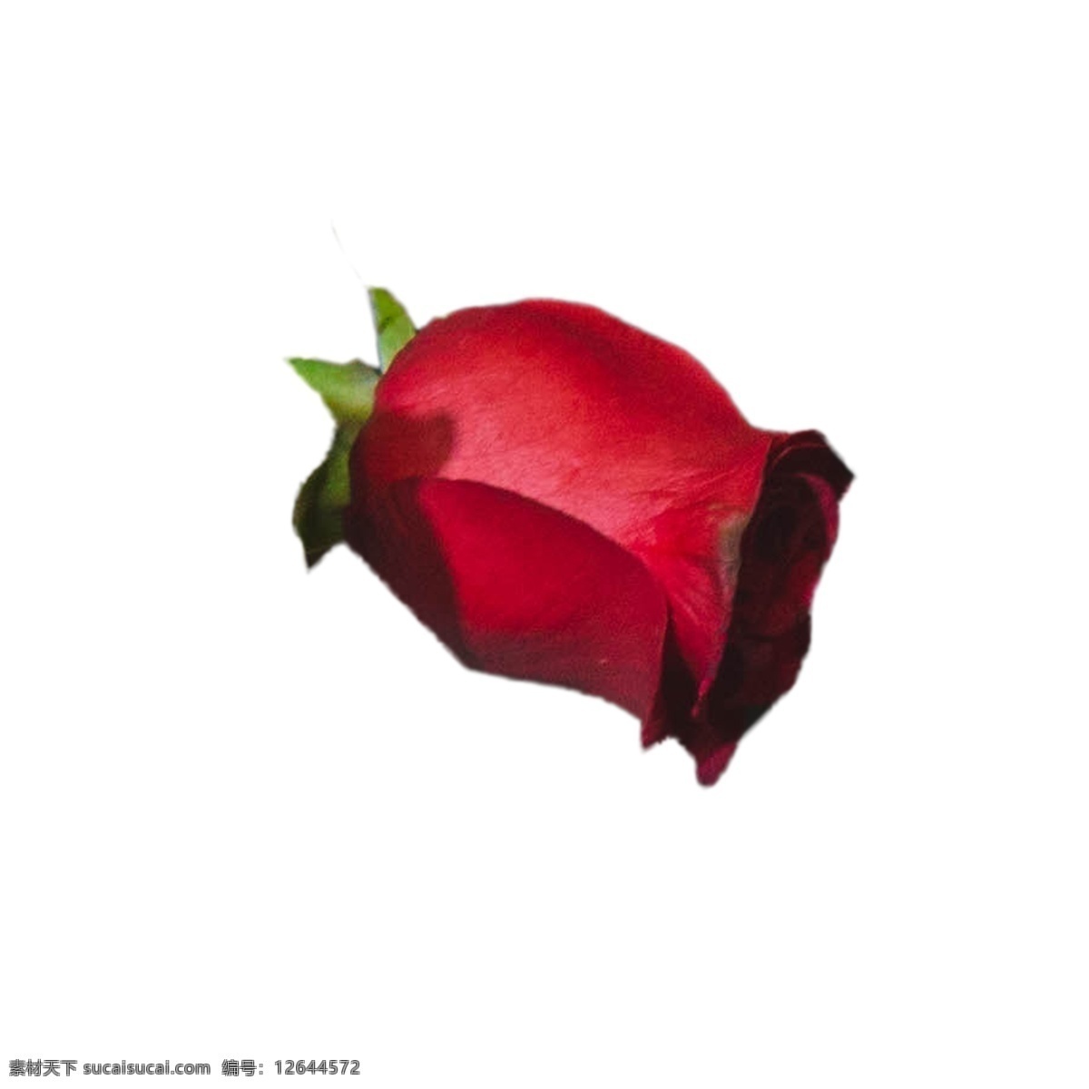 盛开 红色 玫瑰 玫瑰花 红色花朵 鲜花 红色玫瑰 卡通插图 创意卡通下载 插图 png图下载
