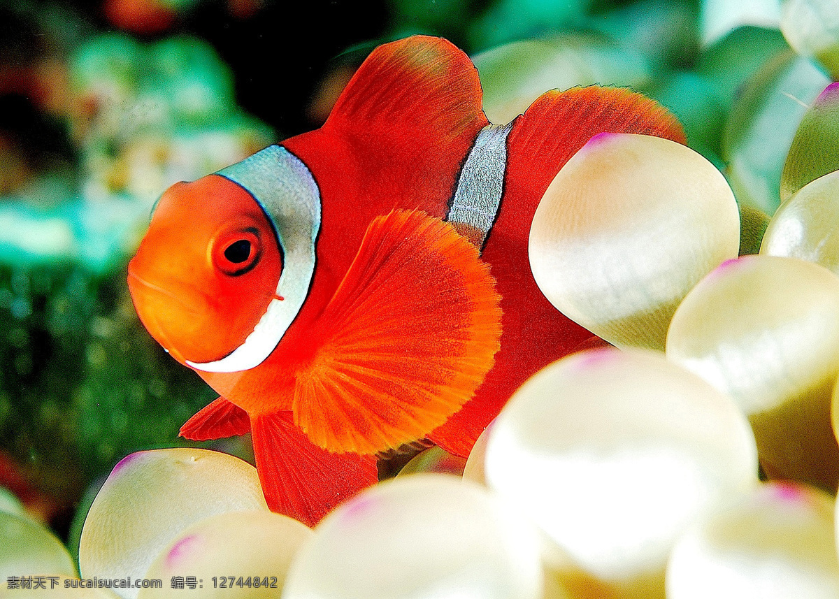小丑 魚 大自然 海底 生物 生物世界 鱼类 小丑魚 景觀 景象 水中生物 魚類 丑魚