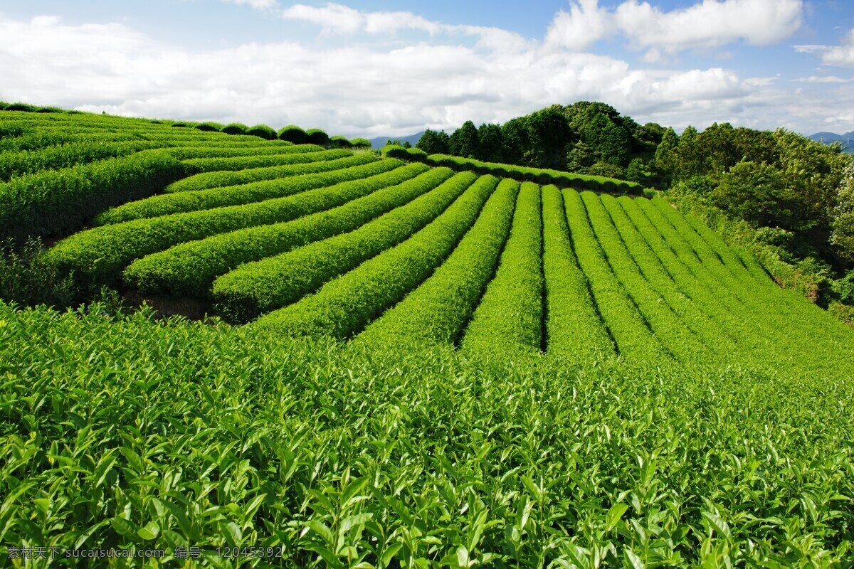 茶园图片 茶园 采茶 茶山 生态茶园 有机茶园 新茶 绿茶 自然景观 自然风景