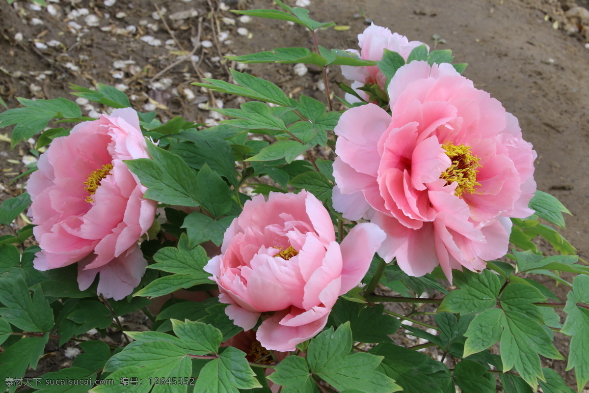 牡丹花 牡丹 观赏花卉 鼠姑 木芍药 百雨金 洛阳花 花朵 花瓣 花蕊 花卉 花儿 花草 植物 园林绿化 绿化景观 芍药牡丹 生物世界