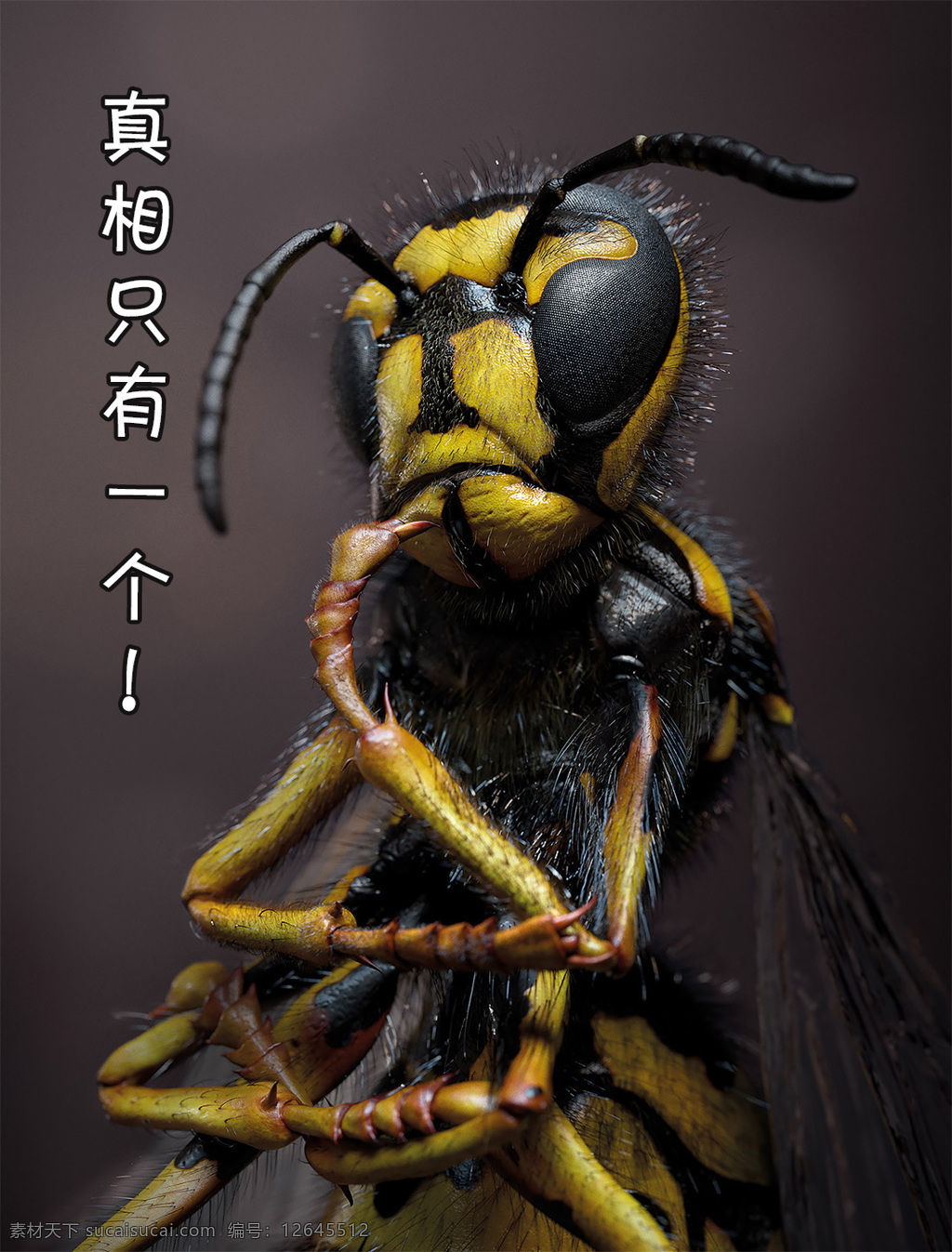昆虫搞笑系列 昆虫 真相 一个 黄色 作品 素材文件