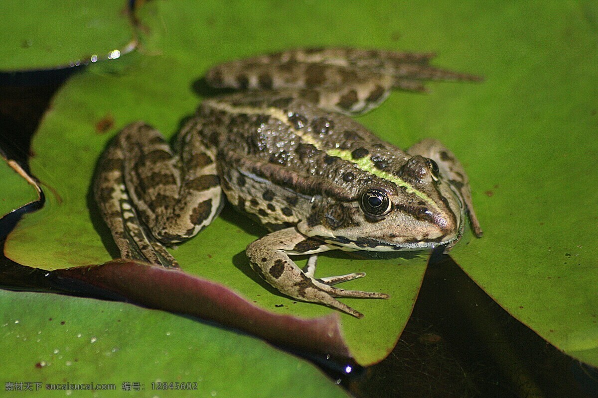 青蛙牛蛙 青蛙 牛蛙 蛙 两栖动物 野生 动物昆虫 生物世界 野生动物