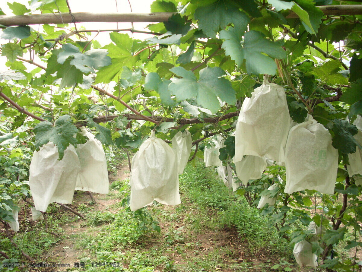 套袋的葡萄 套袋 葡萄 红提 绿色 田园 阳光 葡萄架 水果 生物世界