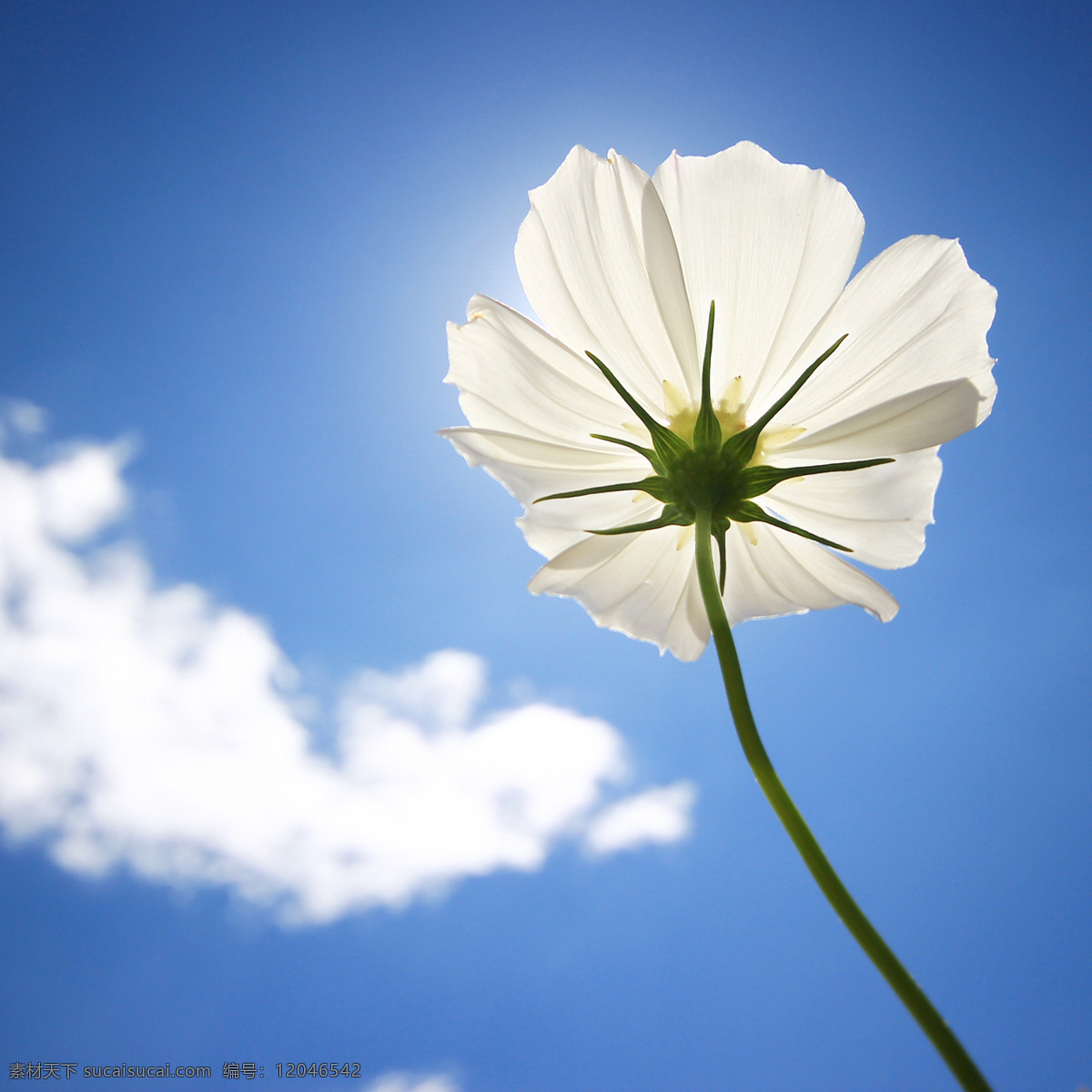 蓝天 白花 白云 鲜花 绿色 自然景观 白色 生物世界 花草