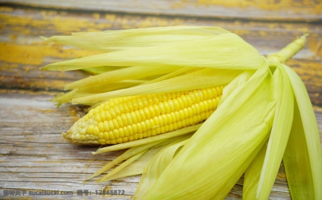 玉米图片 黄玉米 熟玉米 生玉米 玉米地 玉米摄影 玉米照片 玉米特写 玉米高清图 玉米壁纸 玉米种子 玉米广告 玉米宣传 玉米海报 玉米素材 苞米 苞米地 玉米庄家 玉米田地 玉米采摘 嫩玉米海报 鲜玉米 玉米包装 玉米展板 苞米种子 苞米种子传单 棒棒 玉米粒 杂粮五谷 生活百科 生活素材