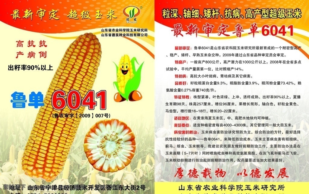 鲁单玉米彩页 高清大玉米 玉米彩页 金灿灿的棒子 棒子地 黄色背景 玉米小卡通 彩页 分层 源文件