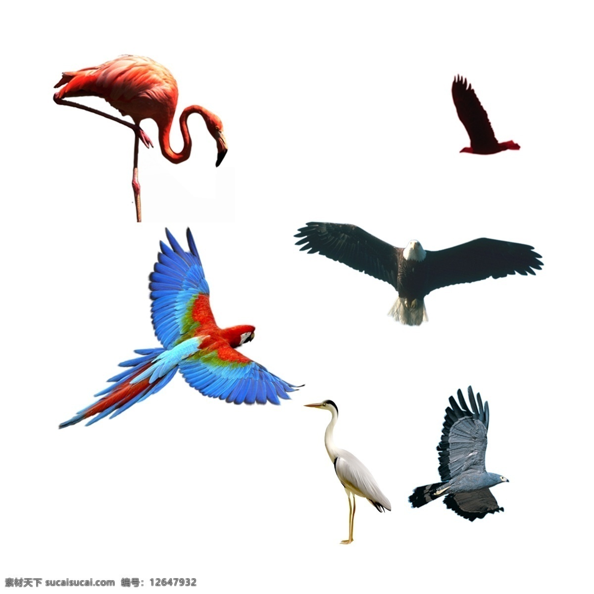 各种 鸟类 素材图片 鹦鹉 丹顶鹤 老鹰 火烈鸟 飞翔的鸟类 生物世界
