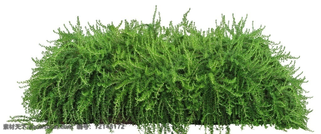 园林植物 景观绿化 植物 花卉 绿化树种 园林景观 环境设计 园林设计