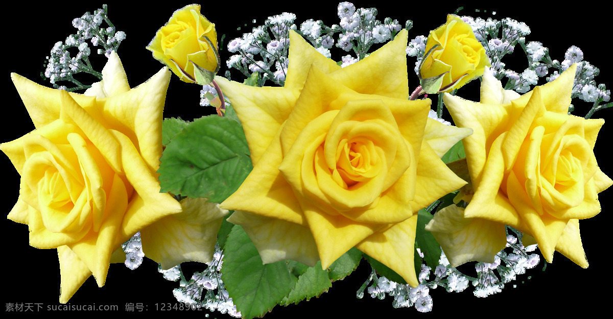 黄色 玫瑰花 免 抠 图案 衬托 花瓣 环境 绿叶 生长 叶子
