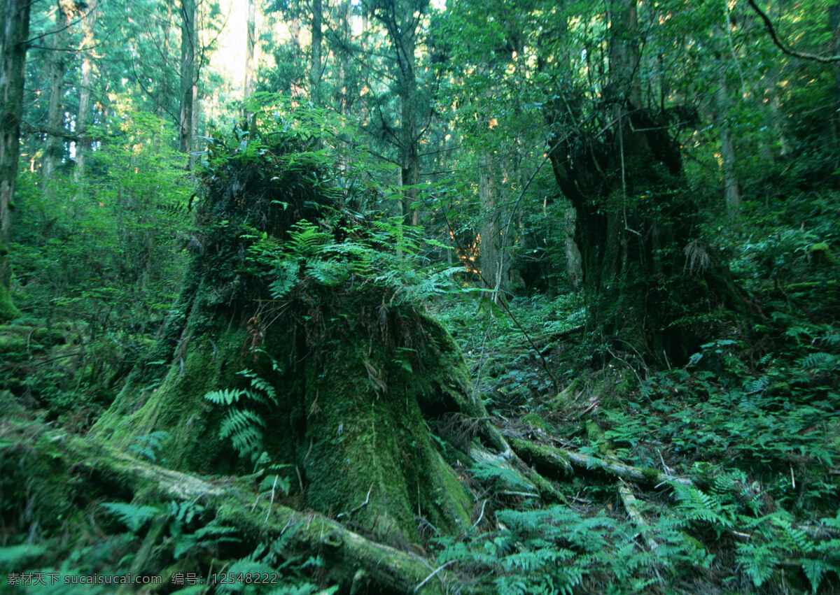 树林图片 森林树木 树林风景图片 树林高清图片 树木树叶 植物素材 生物世界 高清图片 花草树木